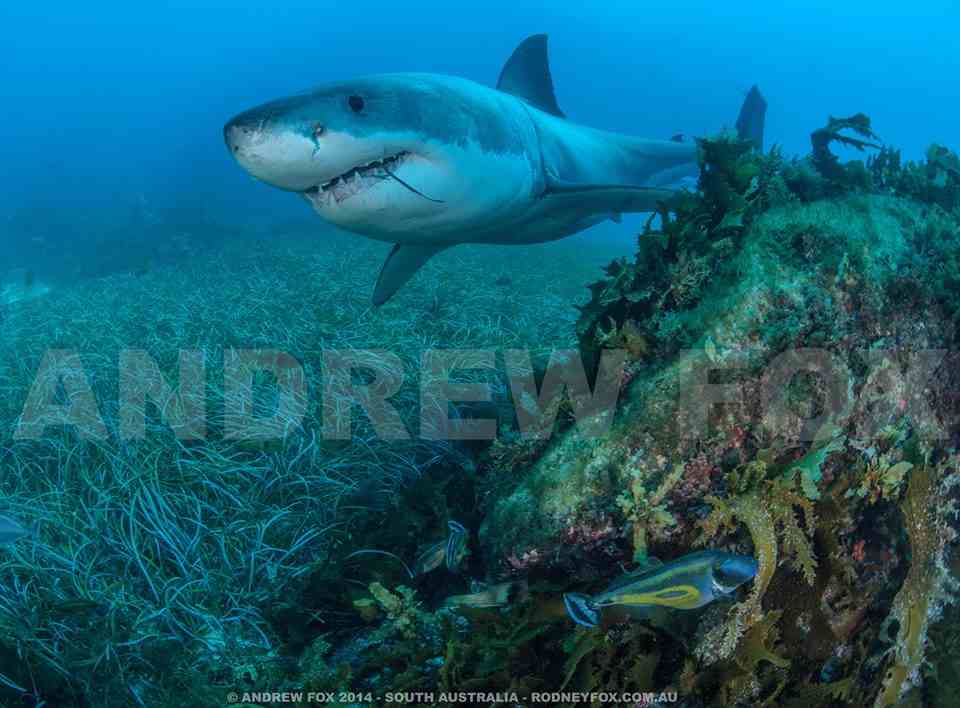 Great White Shark Expedition (5 Nights) Hosted by Andrew Fox